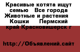 Красивые котята ищут семью - Все города Животные и растения » Кошки   . Пермский край,Красновишерск г.